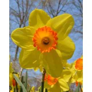 Compra NARCISOS RED DEVON (100 Unid.). en la tienda online Fito Agrícola