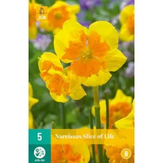 Compra NARCISOS SLICE OF LIFE en la tienda online Fito Agrícola