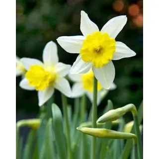 Compra NARCISOS TOPOLINO BIO (100 Unid.). en la tienda online Fito Agrícola