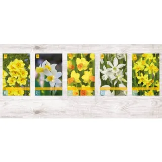 Compra NARCISOS BOTANICOS Cofre (300 Unidades). en la tienda online Fito Agrícola