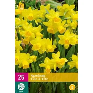 Compra NARCISOS TETE A TETE XXL en la tienda online Fito Agrícola