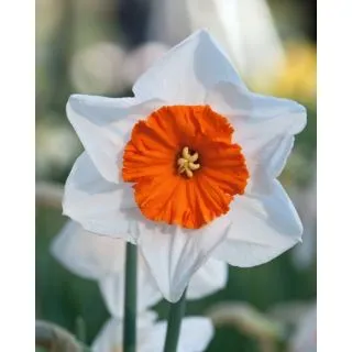 Compra NARCISOS BELLA VISTA (100 Unid.). en la tienda online Fito Agrícola