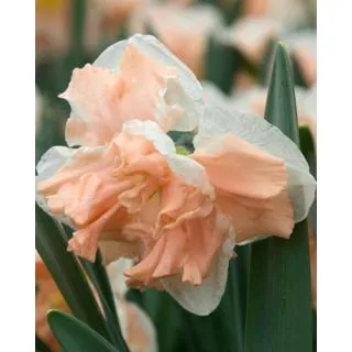 Compra NARCISOS APRICOT WHIRL (100 Unid.). en la tienda online Fito Agrícola