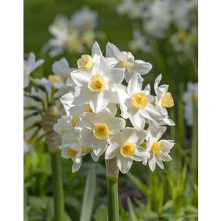 Compra NARCISOS AVALANCHE (100 Unid.). en la tienda online Fito Agrícola