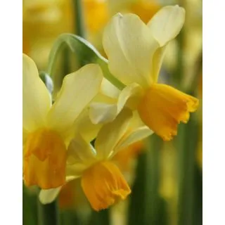 Compra NARCISOS EATON SONG (100 Unid.). en la tienda online Fito Agrícola