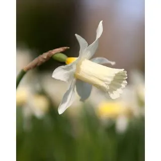 Compra NARCISOS ELKA (100 Unid.). en la tienda online Fito Agrícola