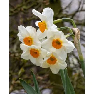 Compra NARCISOS GERANIUM (Unid.). en la tienda online Fito Agrícola