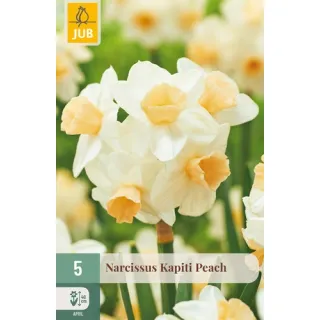 Compra NARCISOS KAPITI PEACH en la tienda online Fito Agrícola