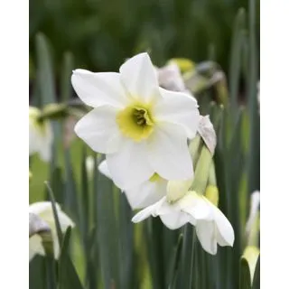 Compra NARCISOS LIEKE (100 Unid.). en la tienda online Fito Agrícola