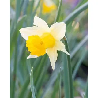 Compra NARCISOS LOBULARIS (100 Unid.). en la tienda online Fito Agrícola