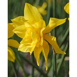 Compra NARCISOS ODORUS PLENUS (100 Unid.). en la tienda online Fito Agrícola