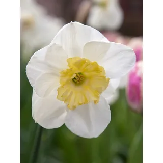 Compra NARCISOS PAPILLON BLANC (100 Unid.). en la tienda online Fito Agrícola