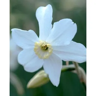 Compra NARCISOS POLAR ICE (100 Unid.). en la tienda online Fito Agrícola