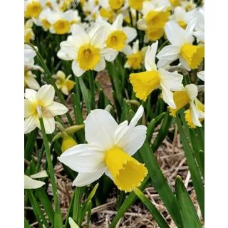 Compra NARCISOS PRE PARTY (100 Unid.). en la tienda online Fito Agrícola