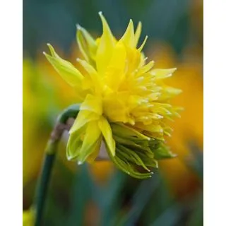 Compra NARCISOS RIP VAN WINKLE (100 Unid.). en la tienda online Fito Agrícola