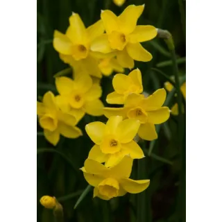 Compra NARCISOS SABROSA (100 Unid.). en la tienda online Fito Agrícola