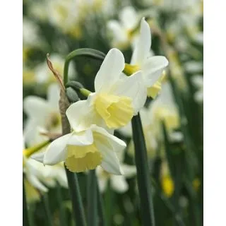 Compra NARCISOS SAILBOAT (100 Unid.). en la tienda online Fito Agrícola