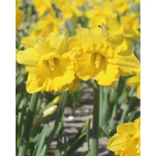 Compra NARCISOS SAY CHEESE (100 Unid.). en la tienda online Fito Agrícola