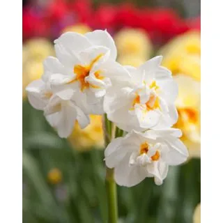 Compra NARCISOS SIR WINSTON CHURCHILL (100 Unid.). en la tienda online Fito Agrícola