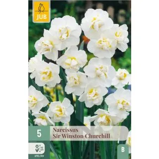 Compra NARCISOS SIR WINSTON CHURCHILL en la tienda online Fito Agrícola