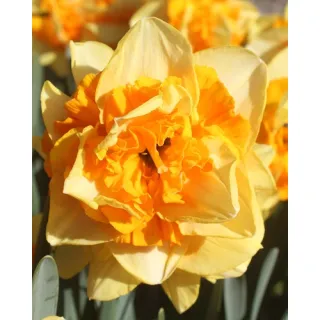 Compra NARCISOS SUN CATCHERS (100 Unid.). en la tienda online Fito Agrícola