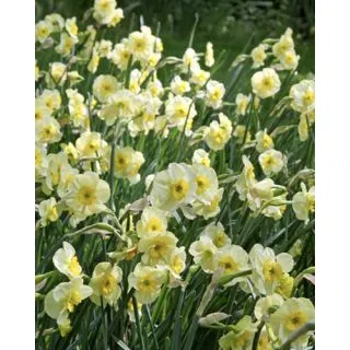 Compra NARCISOS SUN DISC (100 Unid.). en la tienda online Fito Agrícola