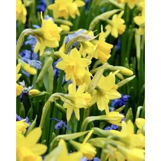 Compra NARCISOS TETE A TETE (100 Unid.). en la tienda online Fito Agrícola