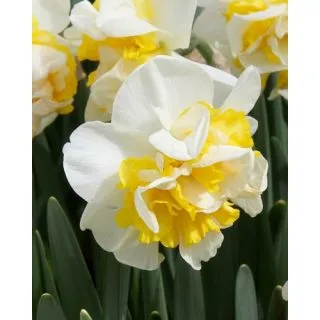 Compra NARCISOS WESTWARD (100 Unid.). en la tienda online Fito Agrícola