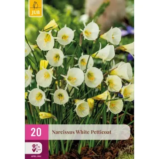 Compra NARCISOS WHITE PETTICOAT (100 Unid.). en la tienda online Fito Agrícola