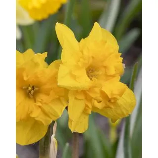 Compra NARCISOS YELLOW PARROT (100 Unid.). en la tienda online Fito Agrícola