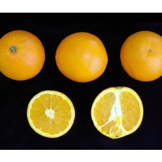 Compra NARANJO NAVELATE - 17 en la tienda online Fito Agrícola