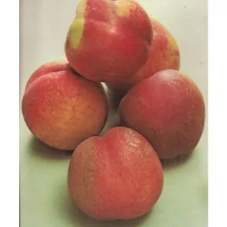 Compra NECTARINA FANTASIA en la tienda online Fito Agrícola