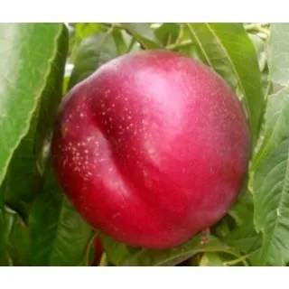 Compra NECTARINA GRANATE BLANCA en la tienda online Fito Agrícola