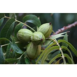 Compra PECANERO MAHAN en la tienda online Fito Agrícola