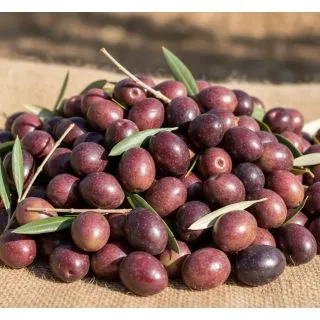 Compra OLIVO PICUAL en la tienda online Fito Agrícola