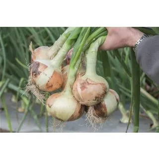 Compra CEBOLLA PIRATE 21/23 (1 Kgr.). en la tienda online Fito Agrícola