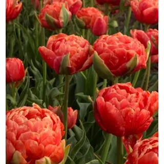 Compra TULIPÁN ORANGE FLAVOUR (100 Unid.). en la tienda online Fito Agrícola