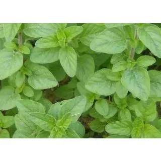 Compra ORÉGANO WILD (144 Plantas) en la tienda online Fito Agrícola