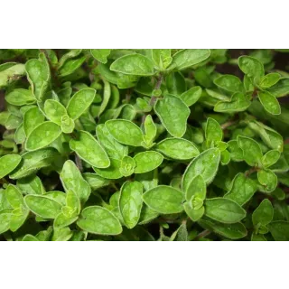 Compra ORÉGANO GRIEGO (100 gr.). en la tienda online Fito Agrícola