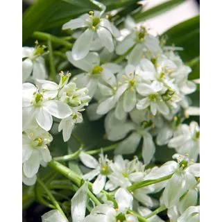 Compra ORNITHOGALUM BALANSAE (100 Unid.). en la tienda online Fito Agrícola