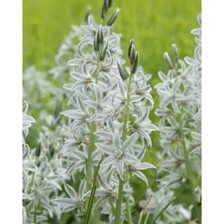 Compra ORNITHOGALUM NUTANS (100 Unid.). en la tienda online Fito Agrícola