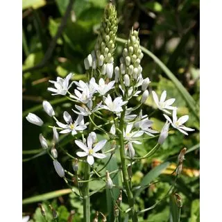 Compra ORNITHOGALUM SOCHII (50 Unid.). en la tienda online Fito Agrícola
