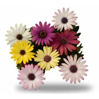 Compra OSTEOSPERMUM AKILA GRAND CANYON MIX (240 Plantas). en la tienda online Fito Agrícola