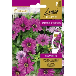 Compra OSTEOSPERMUM DAISY AKILA® PURPLE (6 Semillas). en la tienda online Fito Agrícola