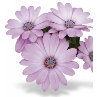 Compra OSTEOSPERMUM DALINA AIDA (126 Plantas). en la tienda online Fito Agrícola