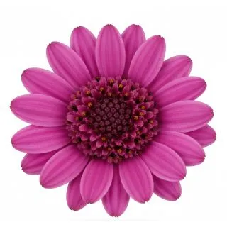 Compra OSTEOSPERMUM DALINA DOUBLE FRANCISCO (126 Plantas). en la tienda online Fito Agrícola