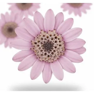 Compra OSTEOSPERMUM DALINA DOUBLE SERGIO (126 Plantas). en la tienda online Fito Agrícola