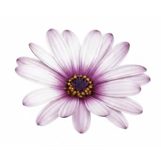 Compra OSTEOSPERMUM DALINA FELICITY (126 Plantas). en la tienda online Fito Agrícola