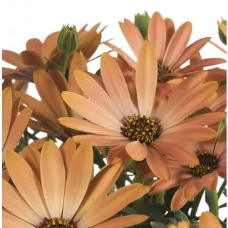 Compra OSTEOSPERMUM DALINA TOSCA (125 Plantas). en la tienda online Fito Agrícola