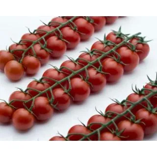Compra TOMATE OTTYMO F1 (1000 Semillas) en la tienda online Fito Agrícola